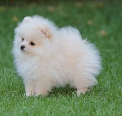 بومرينيان تيكب بومرنيان Pomeranian teacup imported parents FCI bloodli