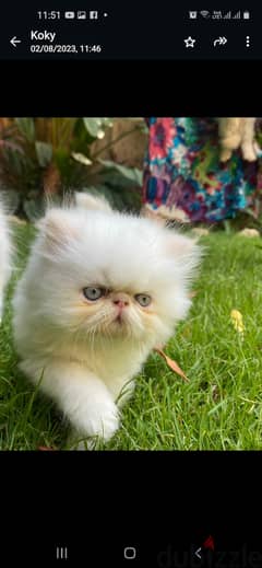 قطة هيمالايا بيور بيكي  فيس زورار مستوي توب 0