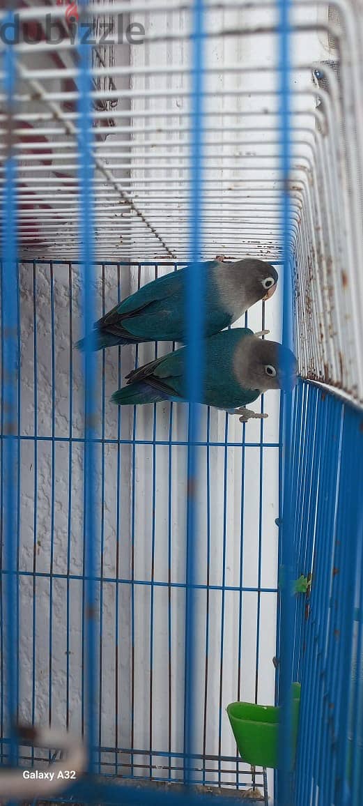 Love birds pair 1