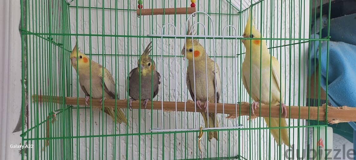 Parrots 11