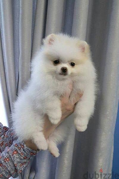 بومرنيان تيكب بومرينيان Pomeranian teacup imported parents FCI bloodli