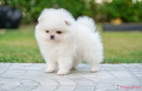 بومرينيان اعلى مواصفات بومرنيان Pomeranian premium quality