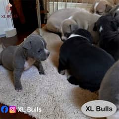 bully puppies