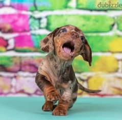 Dachshund Rabbit Male From Russia FCI