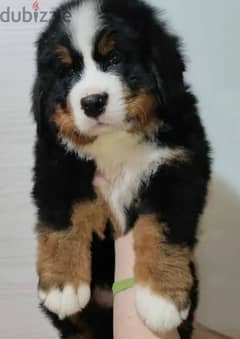 Bernese mountain dog from Russia
