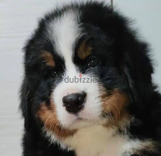 Bernese mountain dog from Russia 1