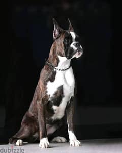 Boxer puppies From reliable nursery with Fci