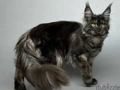 Maine Coon Kittens With documents