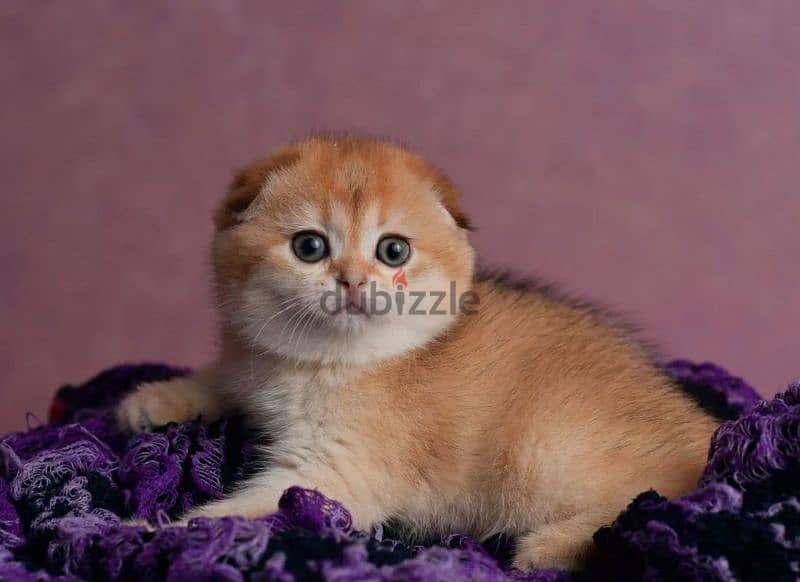 Luxurious Purebred Scottish fold kitten female 3