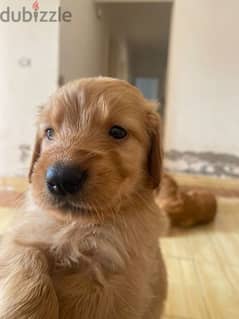 Golden Retriever puppy for sale جراوي جولدن ريتريفر