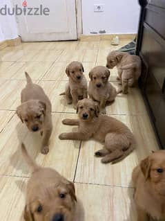 جراوي جولدن ريتريفر بيور Golden Retriever puppy for sale
