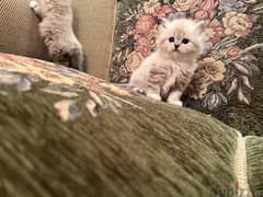 قطط شيرازي وهيمالايا بيور اب مستورد بولندي لهواء السلالات المميزة