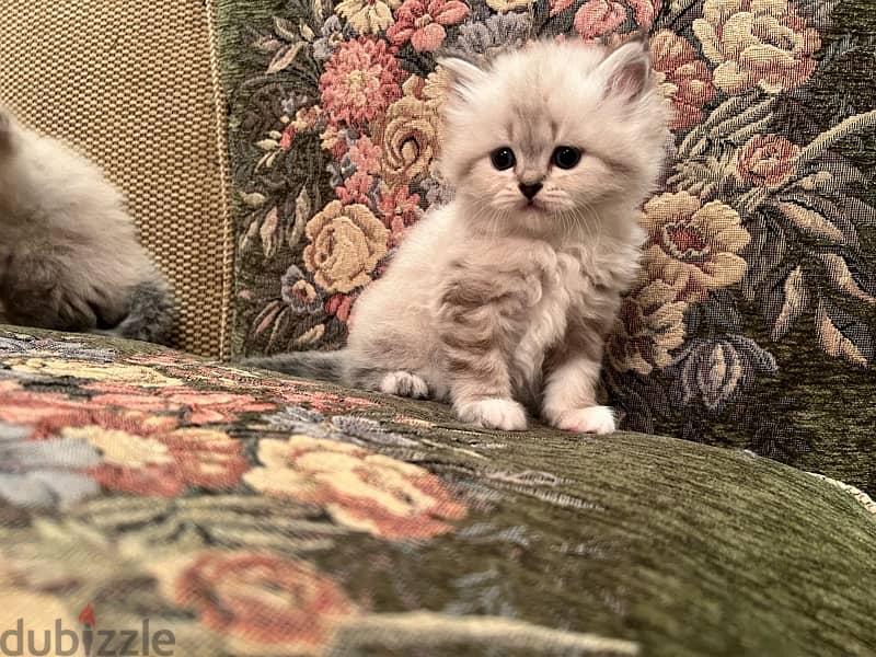 قطط شيرازي وهيمالايا بيور اب مستورد بولندي لهواء السلالات المميزة 1