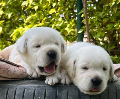 Labrador Retriever