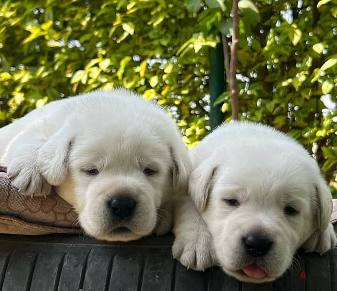Labrador Retriever 1