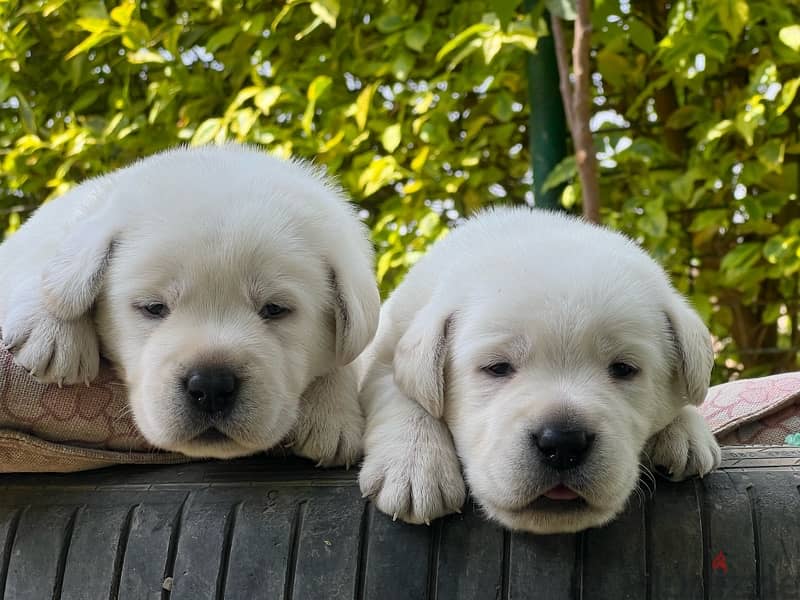 Labrador Retriever 2