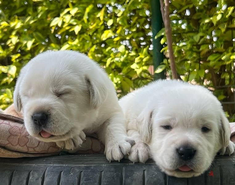 Labrador Retriever 3