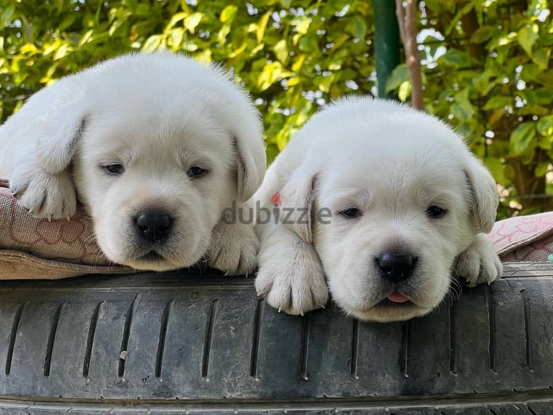 Labrador Retriever 4