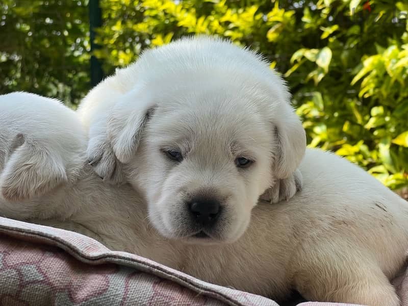 Labrador Retriever 5