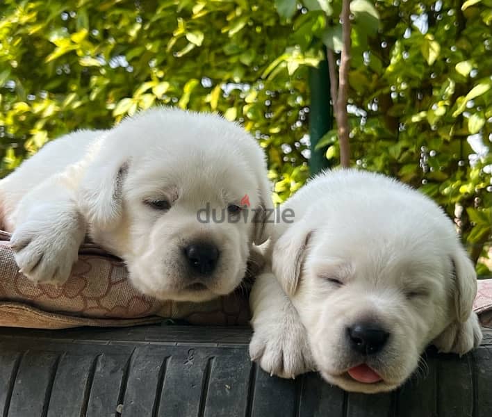 Labrador Retriever 6