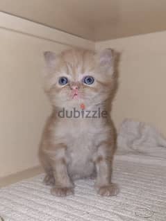 Male Shirazy kitten for sale
