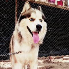 كلب هاسكي husky dog بيور للتواصل ‏‪01142155297‬‏