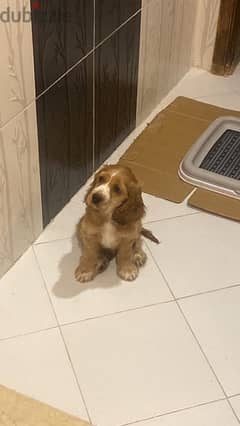 cocker spaniel ,2 months pure male vaccinated 0