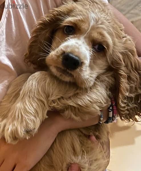 cocker spaniel ,2 months pure male vaccinated 1