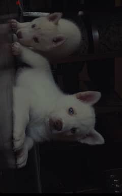 white husky puppies
