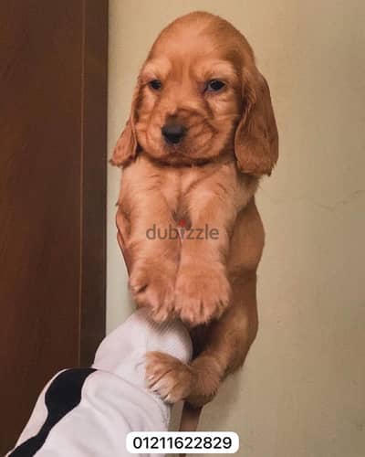 جراوي كوكر cocker puppies