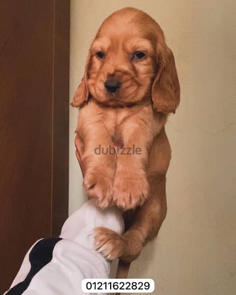 جراوي كوكر cocker puppies 0