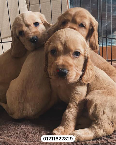 جراوي كوكر cocker puppies 1