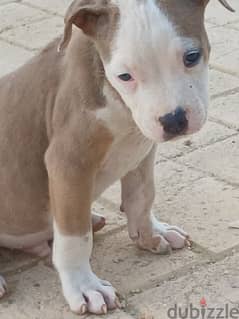 pitbull puppies for sale (males & females)