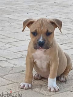 pitbull puppies for sale (males & females) 0