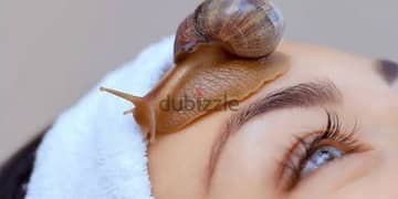 african snail wild color for sale