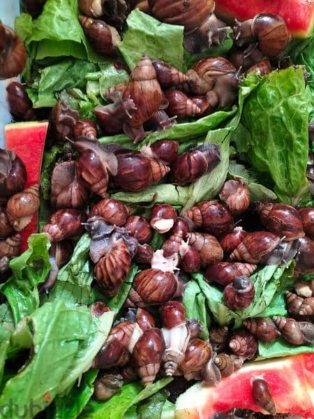 african snail wild color for sale 3