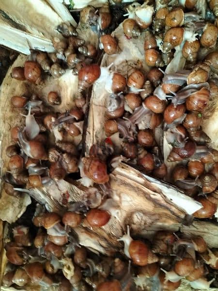 african snail wild color for sale 4