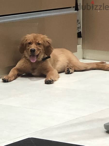 كلب جولدن بيور pure golden retriever for sale 0