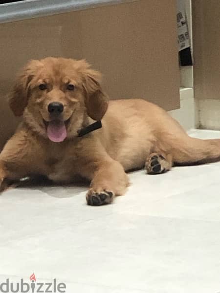 كلب جولدن بيور pure golden retriever for sale - كلاب - 201193289