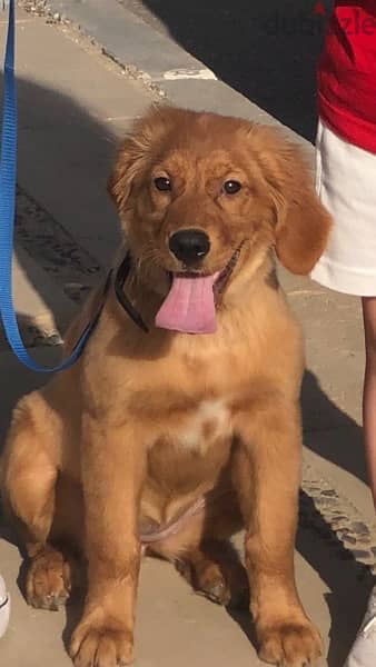 كلب جولدن بيور pure golden retriever for sale 2