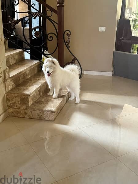 Samoyed Puppy 3 Months + some days 5
