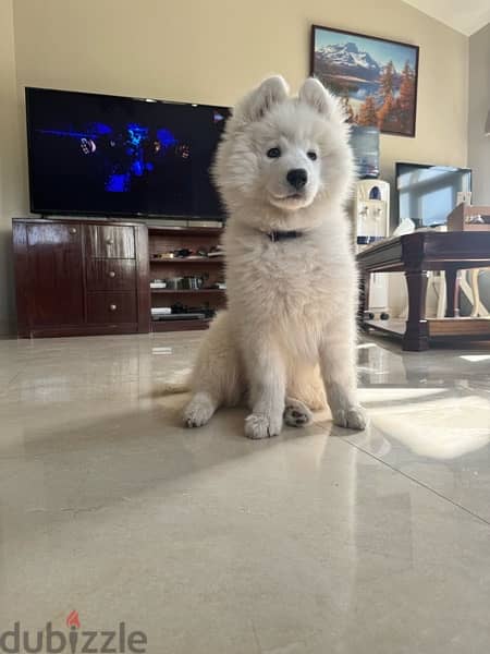 Samoyed Puppy 3 Months + some days 6