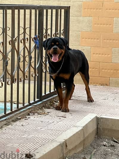 Rottweiler - روت وايلر