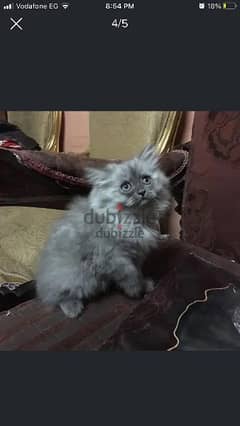 قط شيرازى  Persian cat
