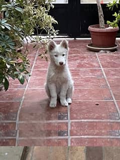 white husky dog
