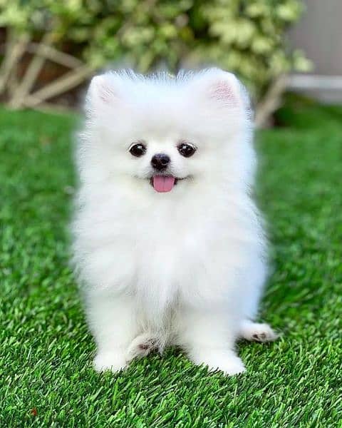 Fluffy tiny Pomeranian puppies premium quality FCI bloodline بومرينيان 1