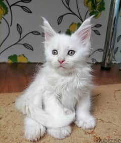 Maine Coon Kittens From Russia 0