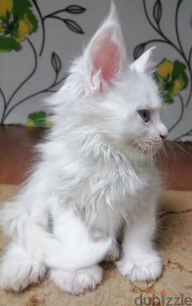 Maine Coon Kittens From Russia 1