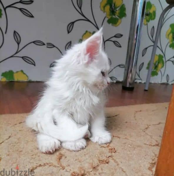 Maine Coon Kittens From Russia 2