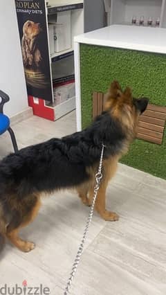 german dog from ukraine